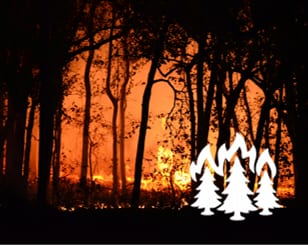 Fire Ecology
